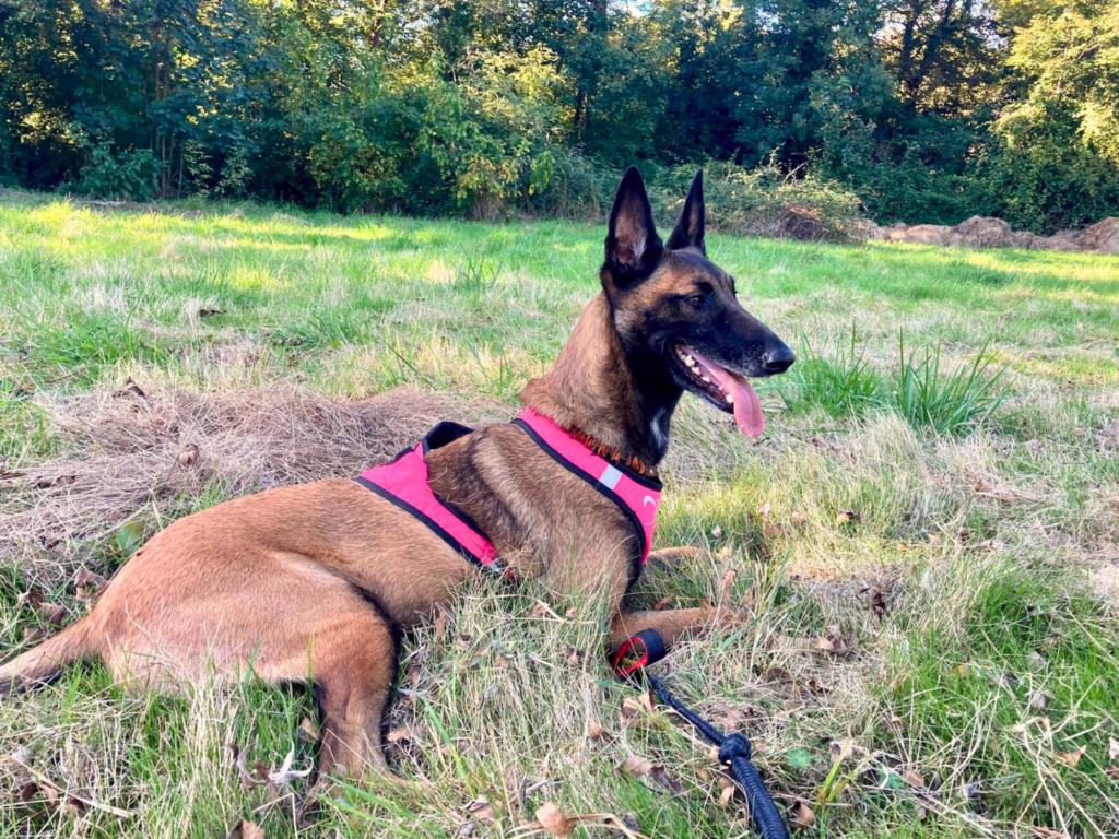 pistage avec Les pattes futées